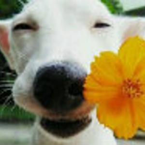 分享優(yōu)質(zhì)付費(fèi)資源專家的頭像